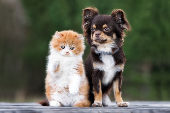 adorable-kitten-and-chihuahua-dog-together-
